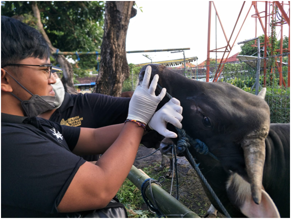 Eid al-Adha Qurban: Faculty of Veterinary Medicine, University of Udayana collaborate with Department of Agriculture of Denpasar City check the health of the Qurban animal
