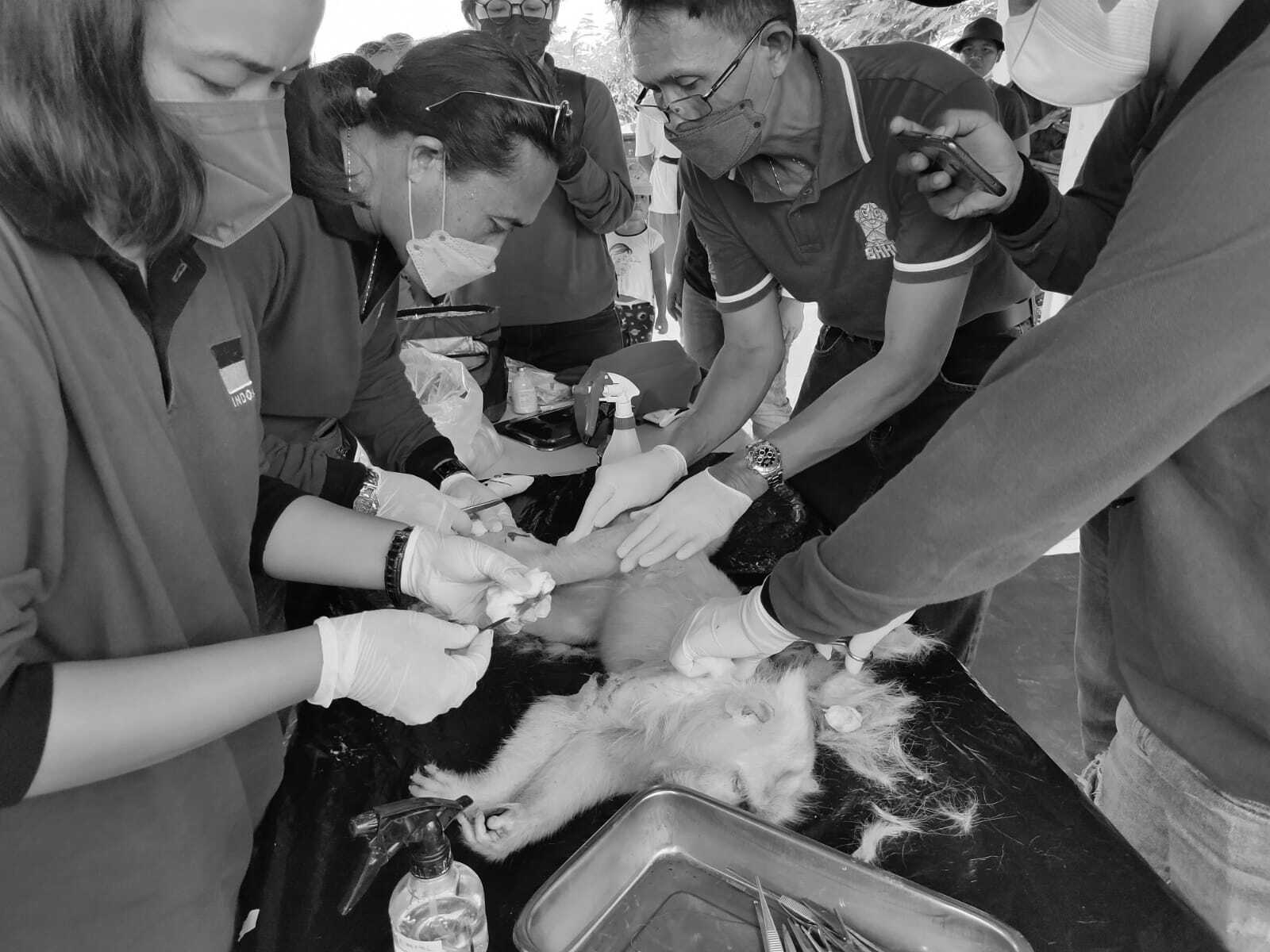 Collaboration between FMV UNUD and Ikayana Vet to control the monkey population through vasectomy and wound treatment on white monkeys in the South Kuta area